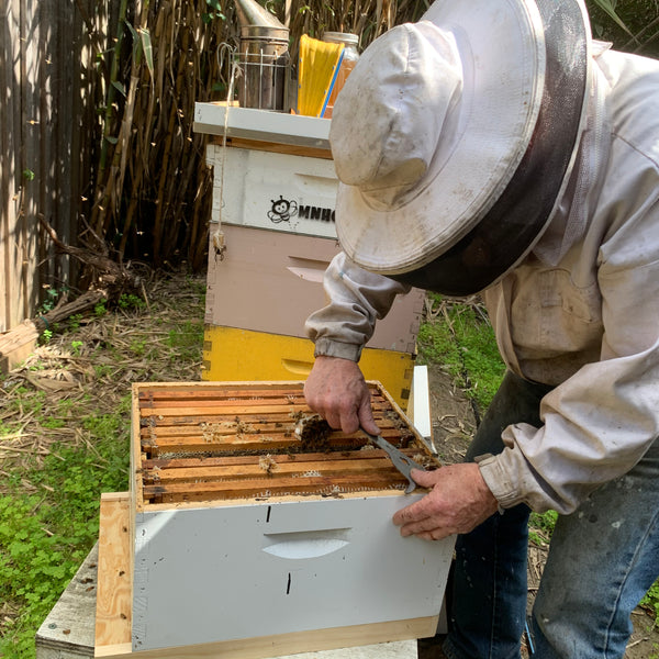 Beekeeping Experience: Private Hive Tour & 'Money Shot' Photos