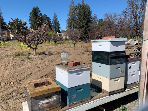 Beekeeping Experience: Private Hive Tour & 'Money Shot' Photos