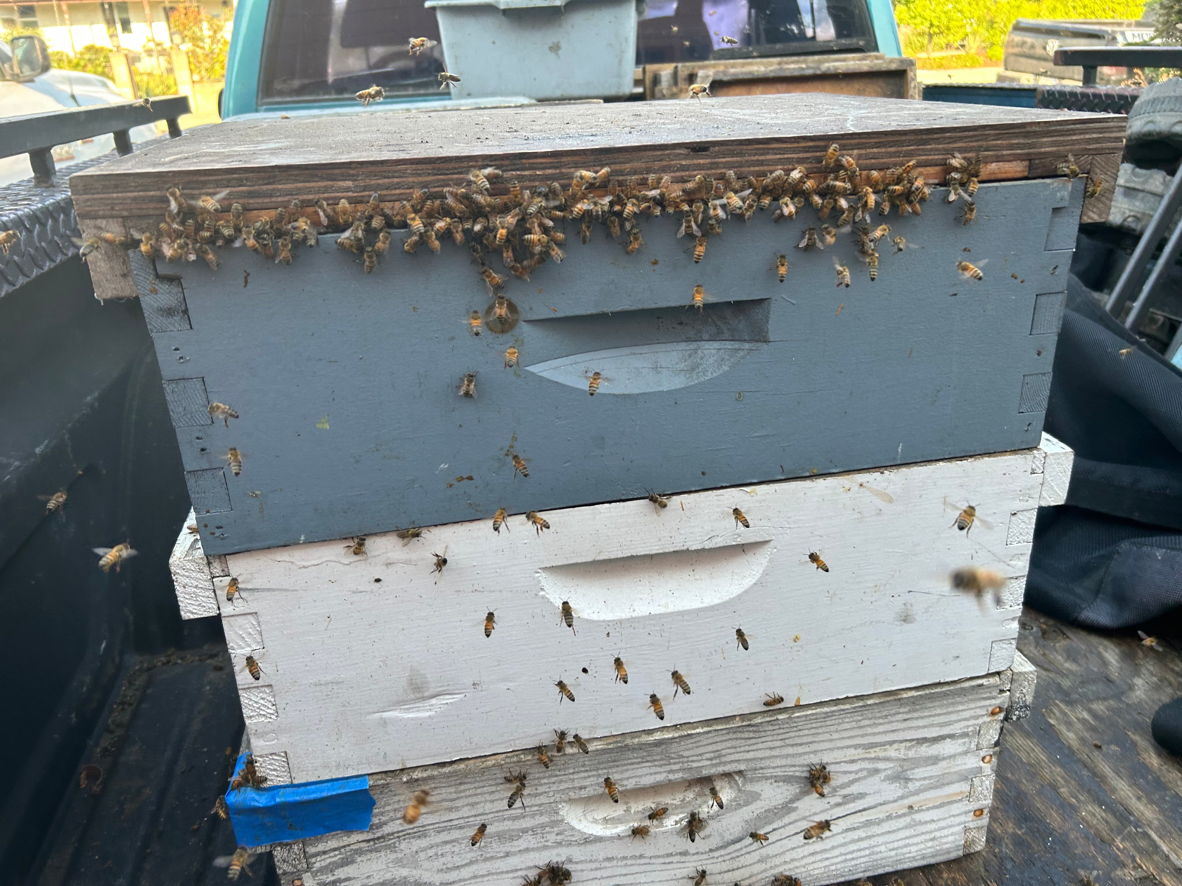 Sponsor a Hive