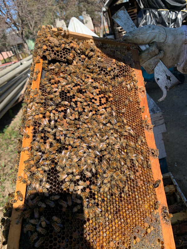 Beekeeping Experience: Private Hive Tour & 'Money Shot' Photos
