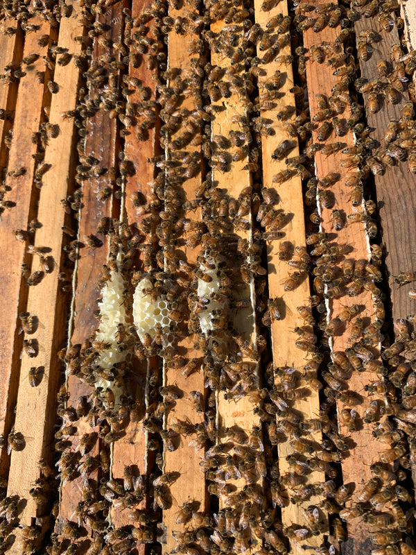 Beekeeping Experience: Private Hive Tour & 'Money Shot' Photos